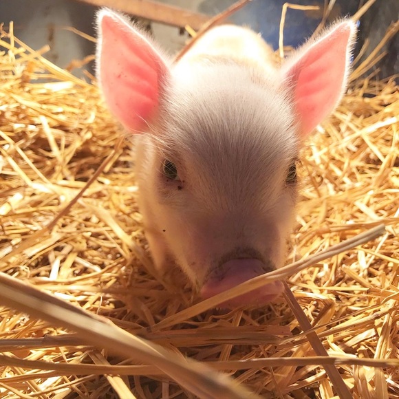 Meet your Posher, Courtney - Picture 1 of 1